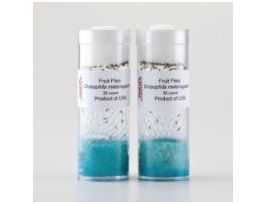 DROSOPHILA F1 APTEROUS X SEPIA DIHYBRID