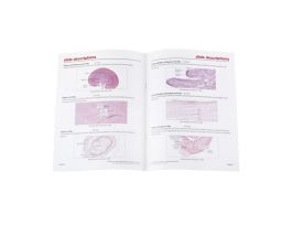 EXCRETORY SYSTEM SET SET/6