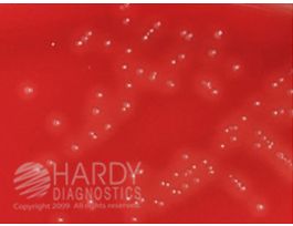 SELECTIVE STREP AGAR PLATE