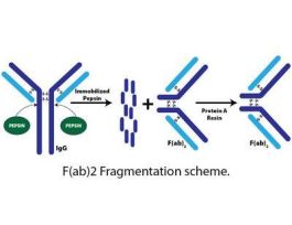 KIT F(AB)2 FRGMT 10RXN F/ISOL FRGMT