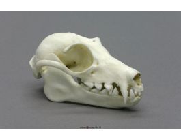 FRUIT BAT SKULL BONE CLONE