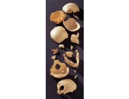 MODEL EAR BONES SET NOMOUNT