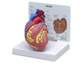 MODEL HEART TWO PARTS 10 CM TALL