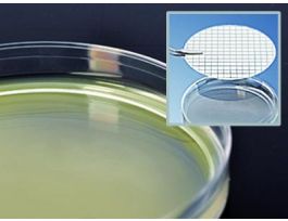 MEDIUM MHPC AGAR SM 15X60MM PLTD PK10