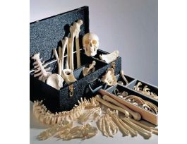 MODEL DISART PLAS SKELETON WOOD CASE