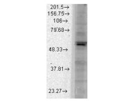 KIR2-1 ANTIBODY 100UG