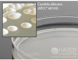 MYCOBIOTIC AGAR DEEP FILL 15X100MM PLATE