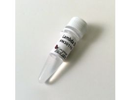 LAMBDA DNA