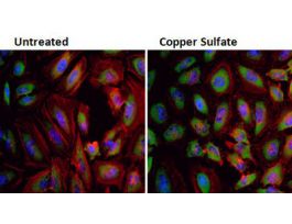 FUNNEL LAB PP 2-1/8IN PK6 CS