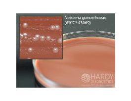 THAYER MARTIN MOD. AGAR PLATE