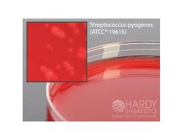 BLOOD AGAR 5% (RSR) PLT 10PK