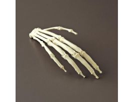 GIBBON HAND SKELETON REPLICA