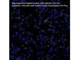 APOPTOSIS & NECROSIS CELL KIT