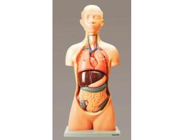 MODEL HUMAN TORSO W/ HEAR