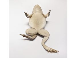 BULLFROG MED. 2X INJ PURE SOLN VP/1