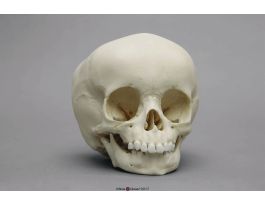 MODEL SKULL CHILD 15 MONTH OLD
