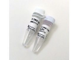 T3 DNA LIGASE - 750 000 UNITS