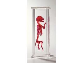 FETAL CAT SKELETON MUSEUM MOUNT