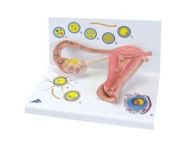 MODEL STAGES OF FERTILISATION