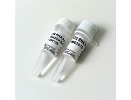 SP6 RNA POLYMERASE