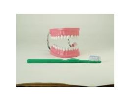 MODEL GIANT TEETH W/ GIANT BRUSH