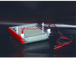 HIGH THROGHPUT ELECTROPHORES
