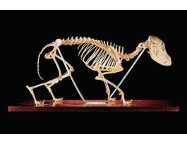 CANINE SKELETON ARTICULATED NATURAL