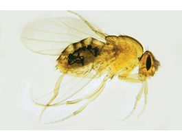 CHROMOSOME 1 MUTANTS BAR (WM) SLIDE