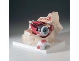 MODEL INTRODUCTORY EYE IN ORBIT