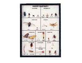 INSECT DIVERSITY RIKER MOUNT 12 X 16