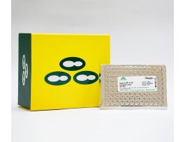 MIX & GO COMPETENT CELLS ZYMO 5A 50ULX96