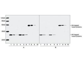 (THETM HA TAG ANTIBODY MAB MOUSE)