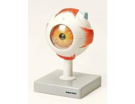 MODEL HUMAN EYE