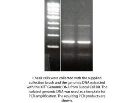 DNA FROM BUCCAL CELLS 25 PREP
