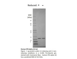 100-54-250UG HUMAN IFN-ALPHA 2A