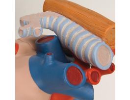 MODEL OVERSIZE HEART PHYSIOLOGY