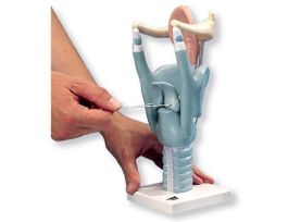MODEL LARYNX 3 TIMES FULL SIZE