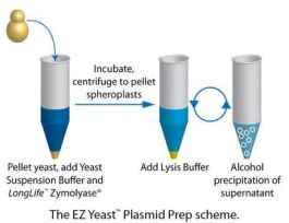 KIT EZ YST PLSMD PREP ALK LYSIS 100PREP