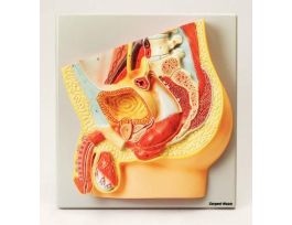 MODEL MALE REP SYSTEM