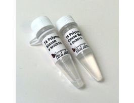 T4 Polynucleotide Kinase 500 units, PNK