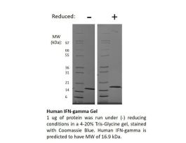 100-77AF-1MG HUMAN IFN GAMMA (AF)
