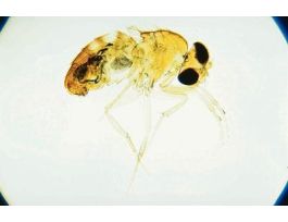 CHROMOSOME 2 MUTANTS VESTIGIAL (WM)