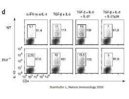ANIMAL FREE MOUSE P28 SUBUNIT(IL27)10UG