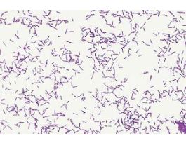 BACTERIA 3 SHAPES SM