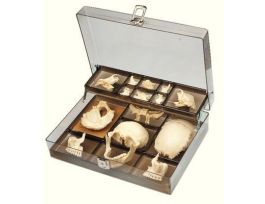 MODEL SKULL DISARTIC 22PRT AND CASE