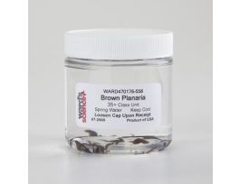 LIVE BROWN PLANARIA 30 STUDENTS. CS