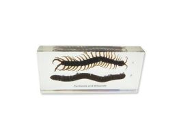 EMBEDMENT CENTIPEDE AND MILLIPEDE