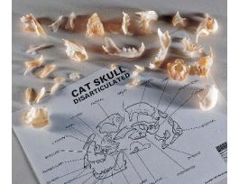 CAT SKULL DISARTICULATED NATURAL BONE