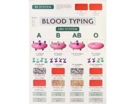 CHART WALL BLOOD TYPING 46 CM X 61 CM