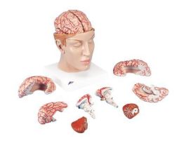 MODEL DLX BRAIN W/ ARTERIES